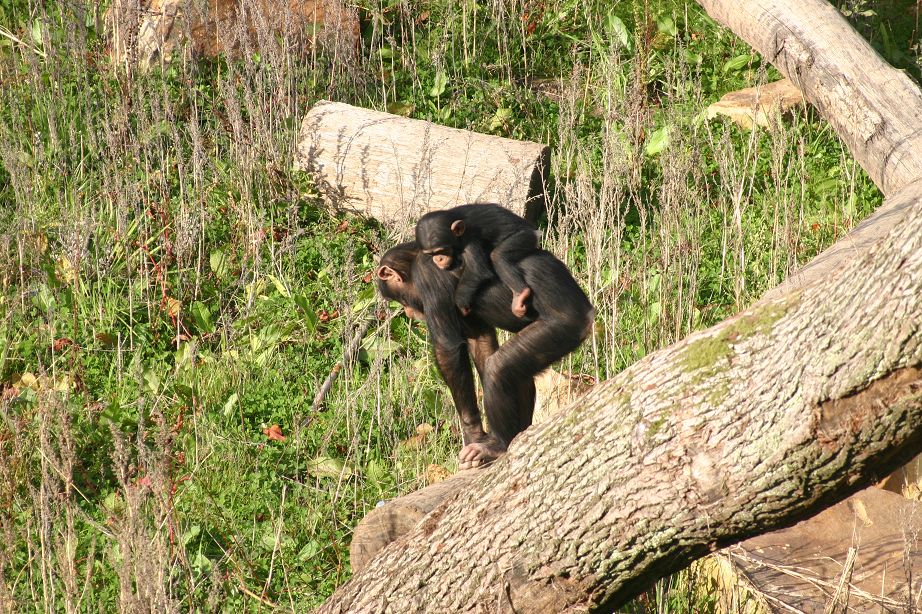 2011040701543821_k-Zoo & Jana 015.jpg